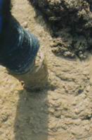 mud012.jpg